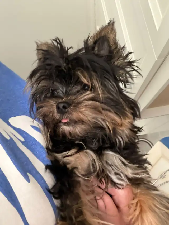 LOOKING FOR CKC REGISTERED MALE YORKIE