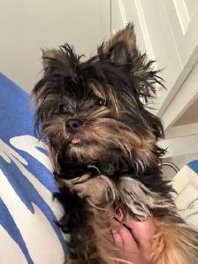 LOOKING FOR CKC REGISTERED MALE YORKIE