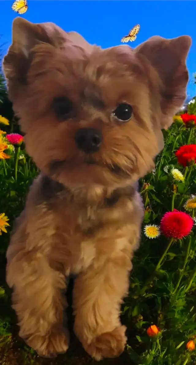 LOOKING FOR CKC REGISTERED MALE YORKIE - Photo 2