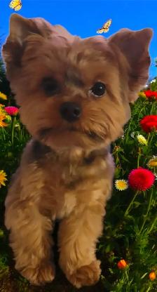 LOOKING FOR CKC REGISTERED MALE YORKIE - Photo 2