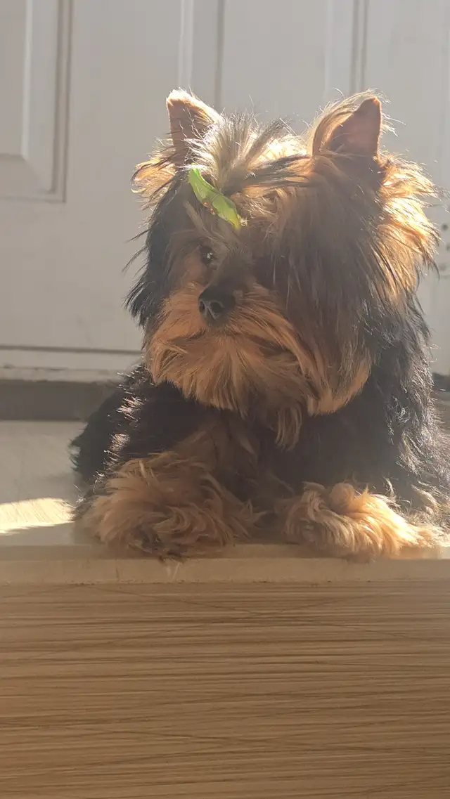 LOOKING FOR CKC REGISTERED MALE YORKIE - Photo 3