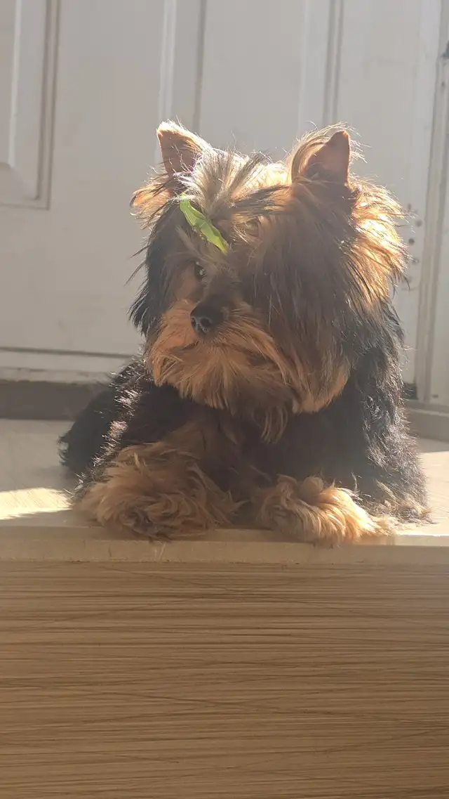 LOOKING FOR CKC REGISTERED MALE YORKIE - Photo 4
