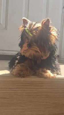LOOKING FOR CKC REGISTERED MALE YORKIE - Photo 4