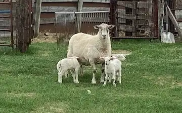 Bottle baby lamb