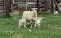 Bottle baby lamb