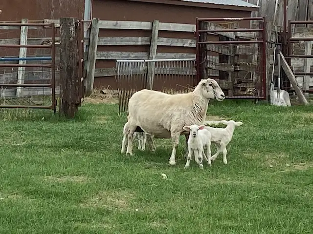 Bottle baby lamb - Photo 2