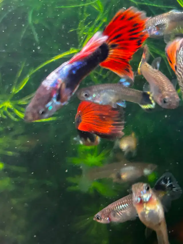 Cheap guppies
