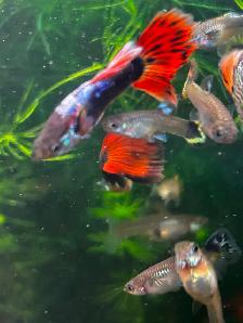 Cheap guppies