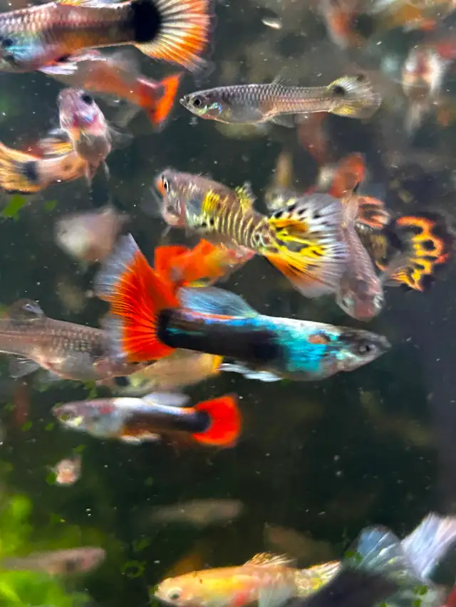 Cheap guppies - Photo 2