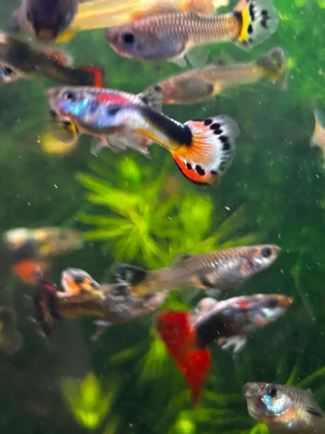 Cheap guppies - Photo 3