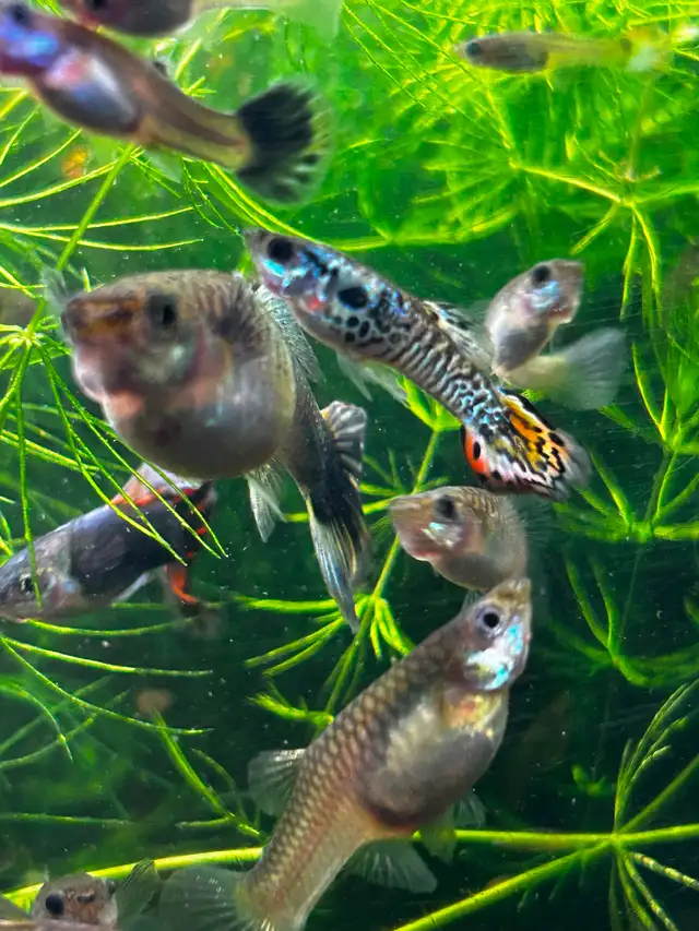 Cheap guppies - Photo 4