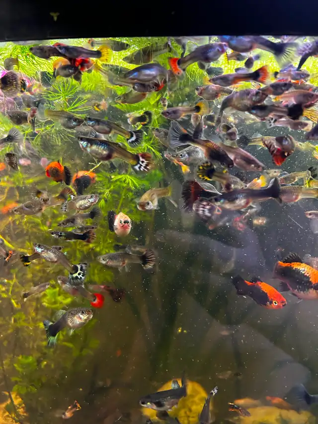 Cheap guppies - Photo 5