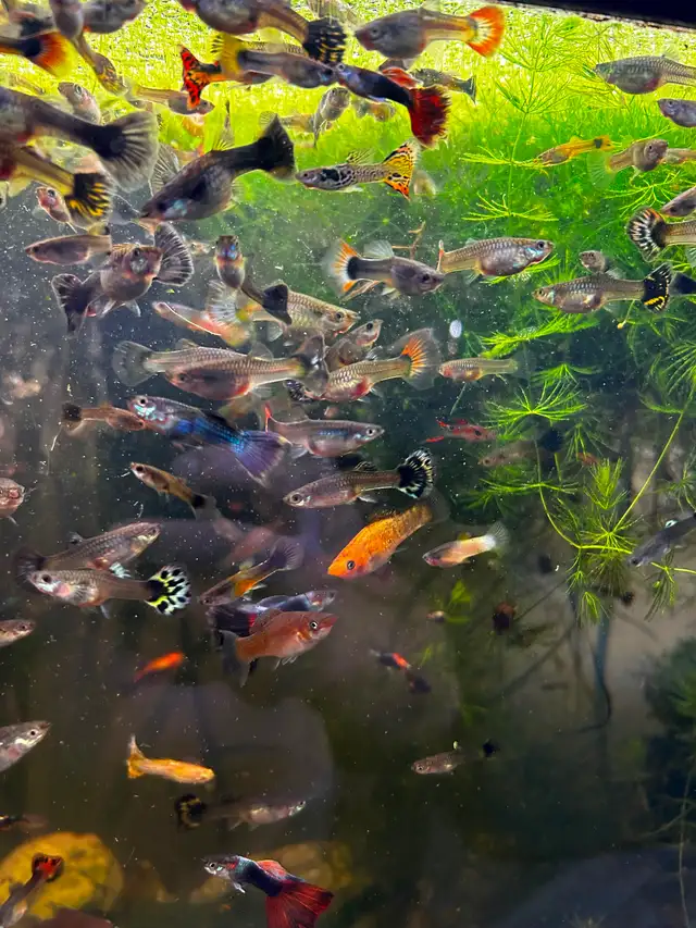 Cheap guppies - Photo 6