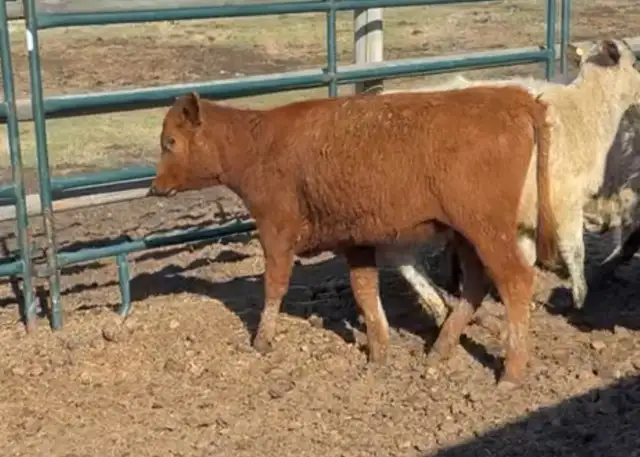 Heifer calf