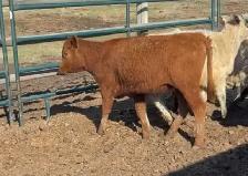Heifer calf
