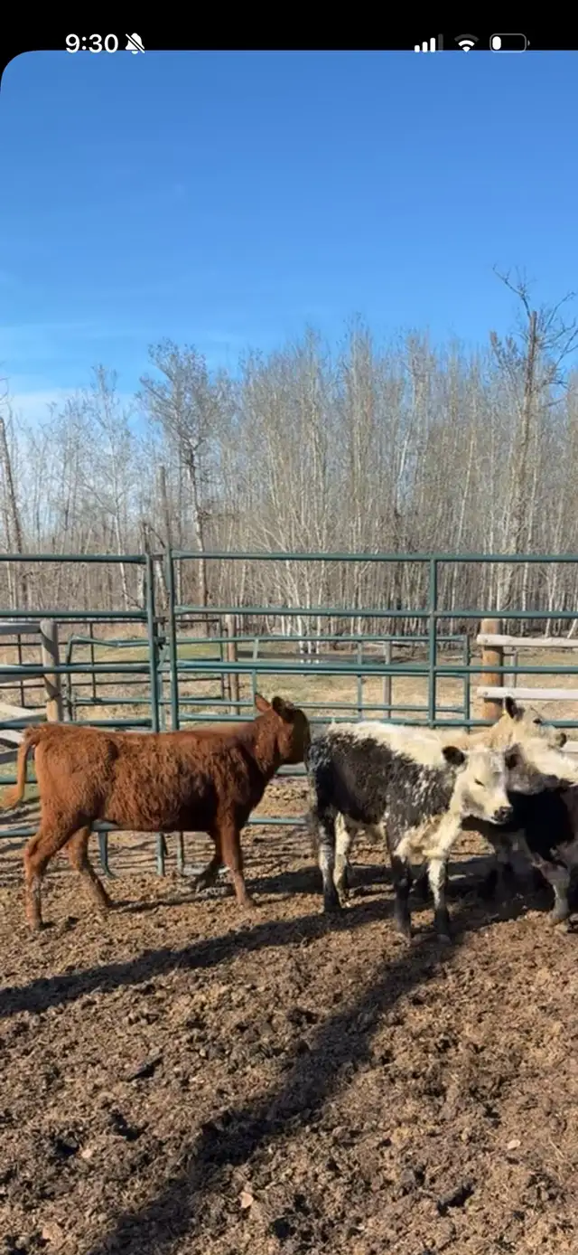 Heifer calf - Photo 2