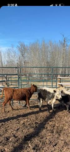 Heifer calf - Photo 2