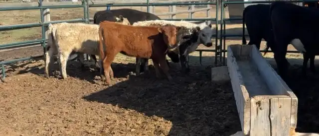 Heifer calf - Photo 3