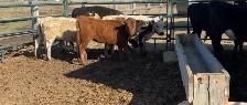 Heifer calf - Photo 3