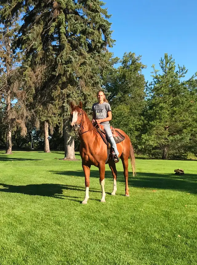 Gelding horse