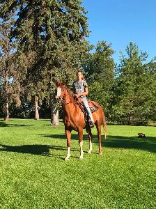 Gelding horse