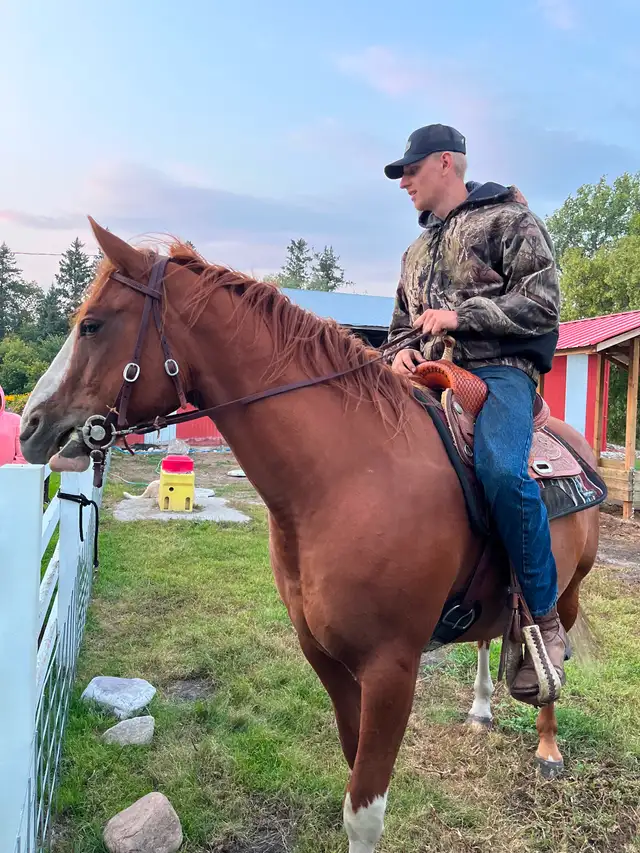 Gelding horse - Photo 2