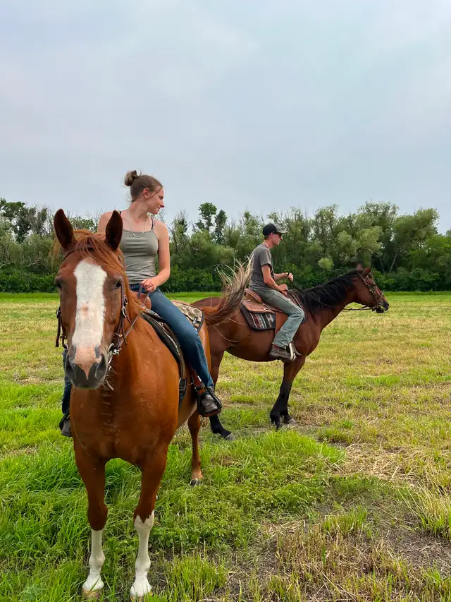 Gelding horse - Photo 3