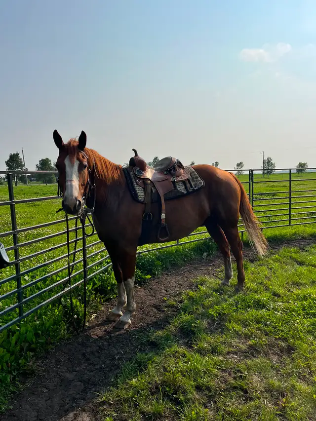 Gelding horse - Photo 4