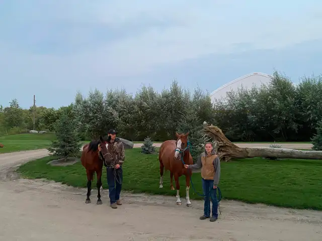 Gelding horse - Photo 5