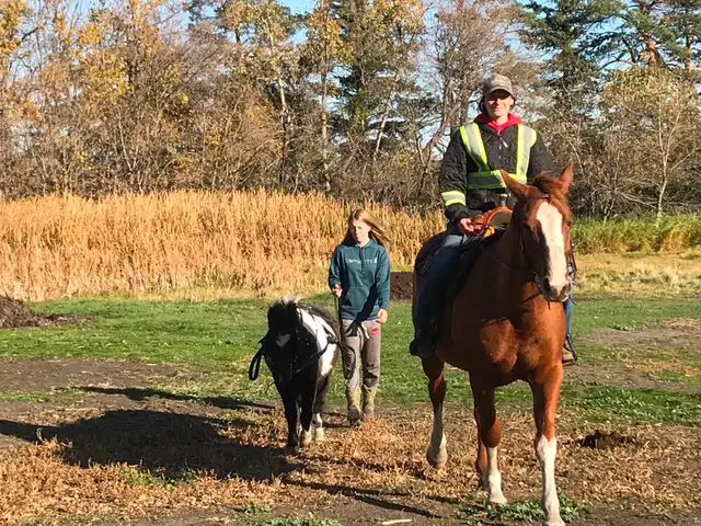 Gelding horse - Photo 6