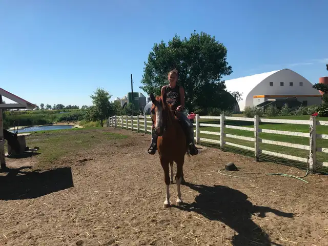 Gelding horse - Photo 7