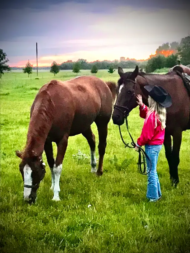 Gelding horse - Photo 8