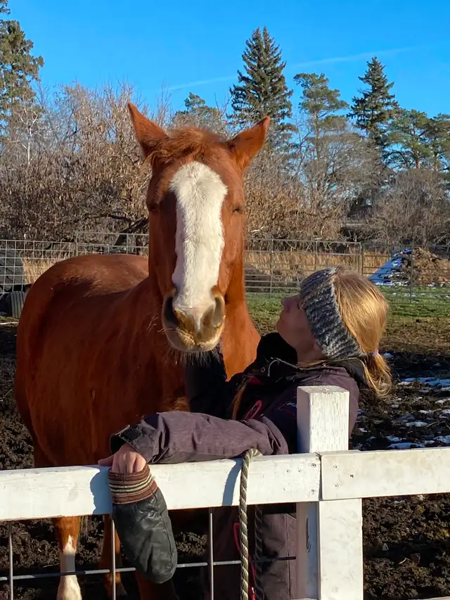 Gelding horse - Photo 9