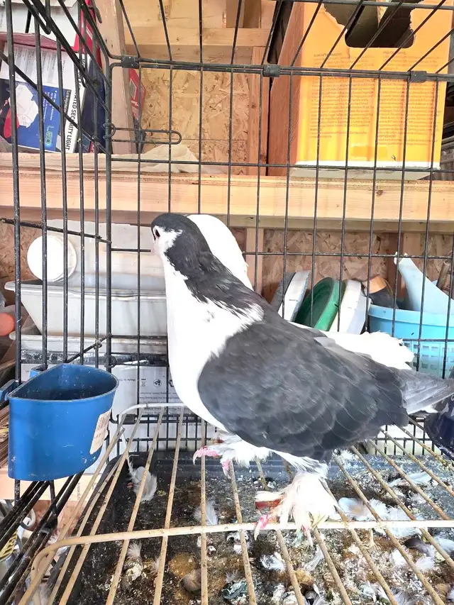 Shiraji pigeon for sale - Photo 3