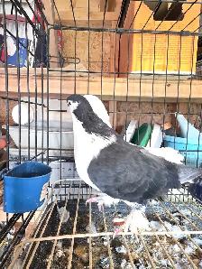 Shiraji pigeon for sale - Photo 3