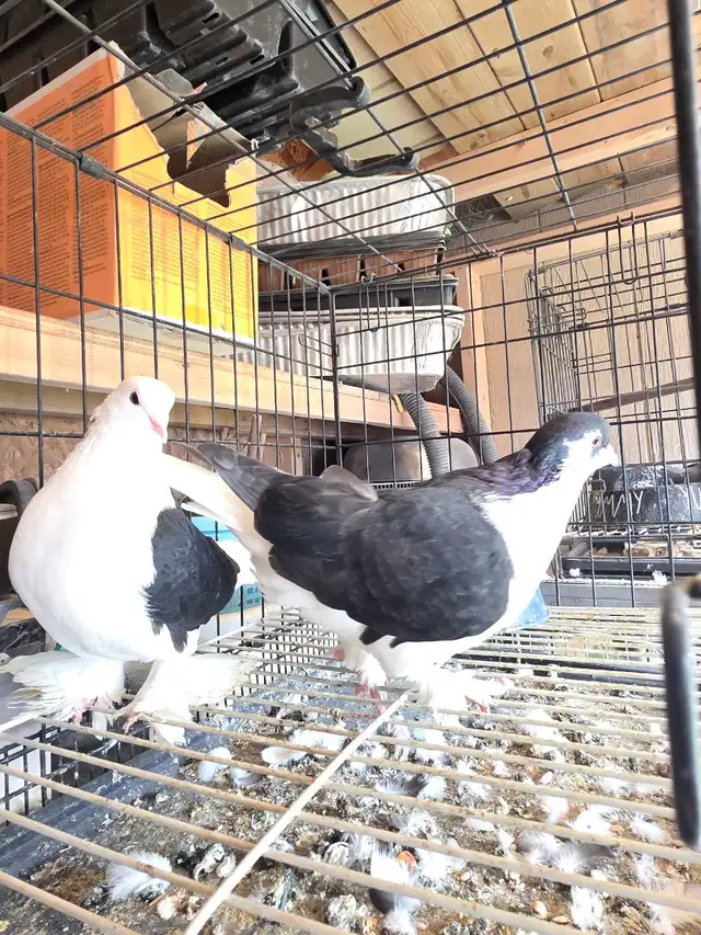 Shiraji pigeon for sale - Photo 9