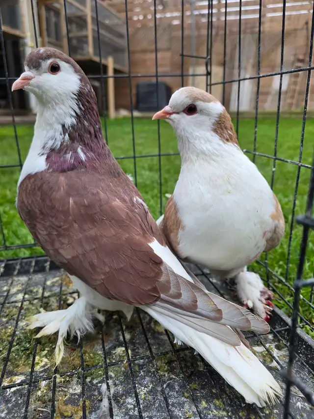 Shiraji pigeon for sale - Photo 10