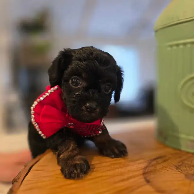 Maltipoo caniche x maltais