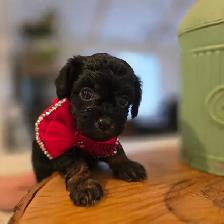 Maltipoo caniche x maltais