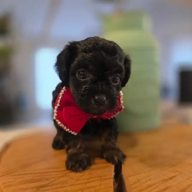 Maltipoo caniche x maltais - Photo 2