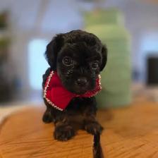 Maltipoo caniche x maltais - Photo 2