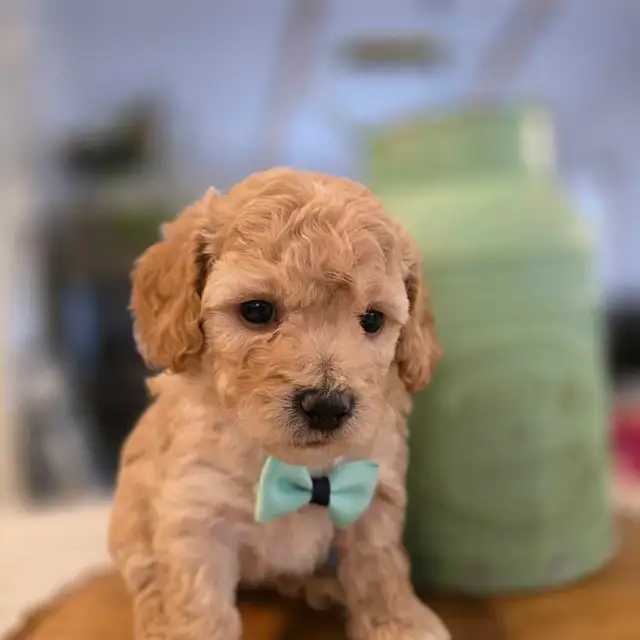Maltipoo caniche x maltais - Photo 3