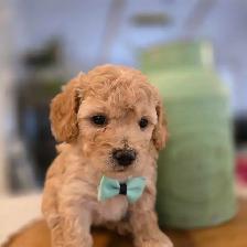 Maltipoo caniche x maltais - Photo 3