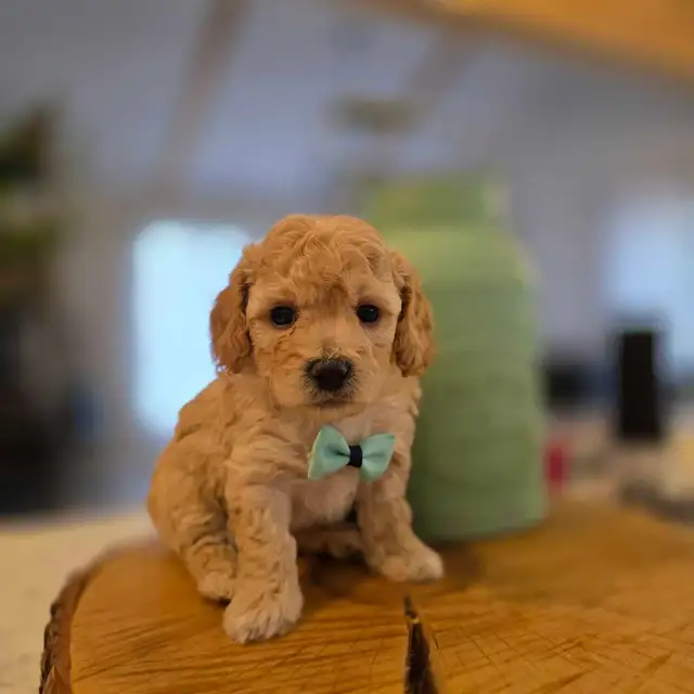 Maltipoo caniche x maltais - Photo 4