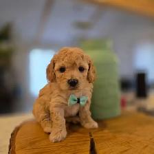 Maltipoo caniche x maltais - Photo 4