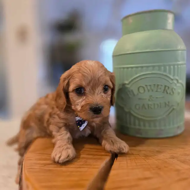 Maltipoo caniche x maltais - Photo 5