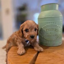 Maltipoo caniche x maltais - Photo 5