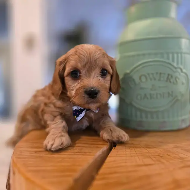 Maltipoo caniche x maltais - Photo 6