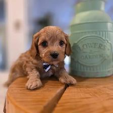 Maltipoo caniche x maltais - Photo 6