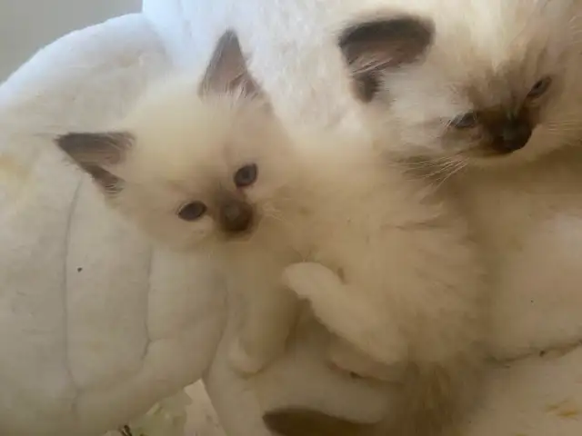 GORGEOUS BABY BICOLOR WHITEMITTED RAGDOLLS!! - Photo 8